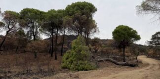 La Comunidad de Madrid actúa en 100 kilómetros de caminos forestales tras el incendio de la Sierra Oeste - imagen 1