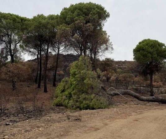 La Comunidad de Madrid actúa en 100 kilómetros de caminos forestales tras el incendio de la Sierra Oeste - imagen 1
