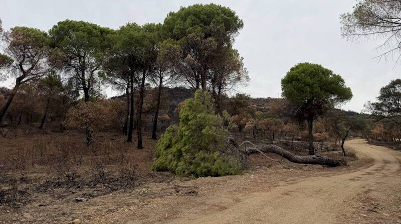 La Comunidad de Madrid actúa en 100 kilómetros de caminos forestales tras el incendio de la Sierra Oeste - imagen 1