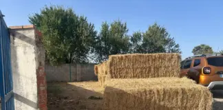 La Comunidad de Madrid reparte 55.000 kilos de alimento y 50.000 litros de agua para la fauna del incendio de la Sierra Oeste - imagen 1