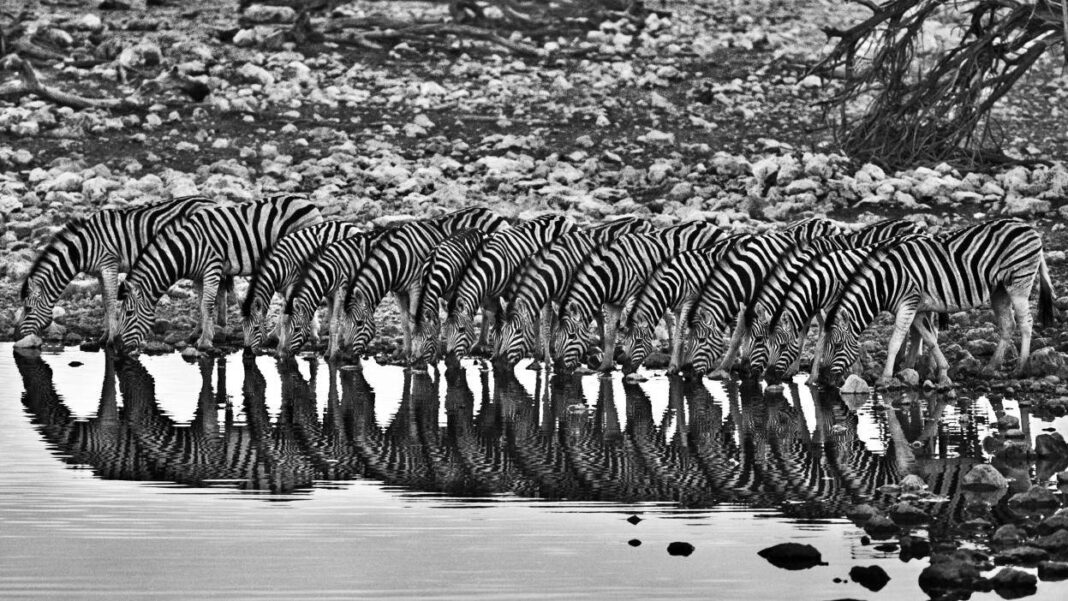 Aqua Mater llega a Madrid con un centenar de fotografías de Sebastião Salgado - imagen 1