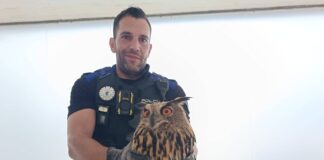 Policía Local rescata un búho herido en el Paseo de los Chopos de San Fernando - imagen 1