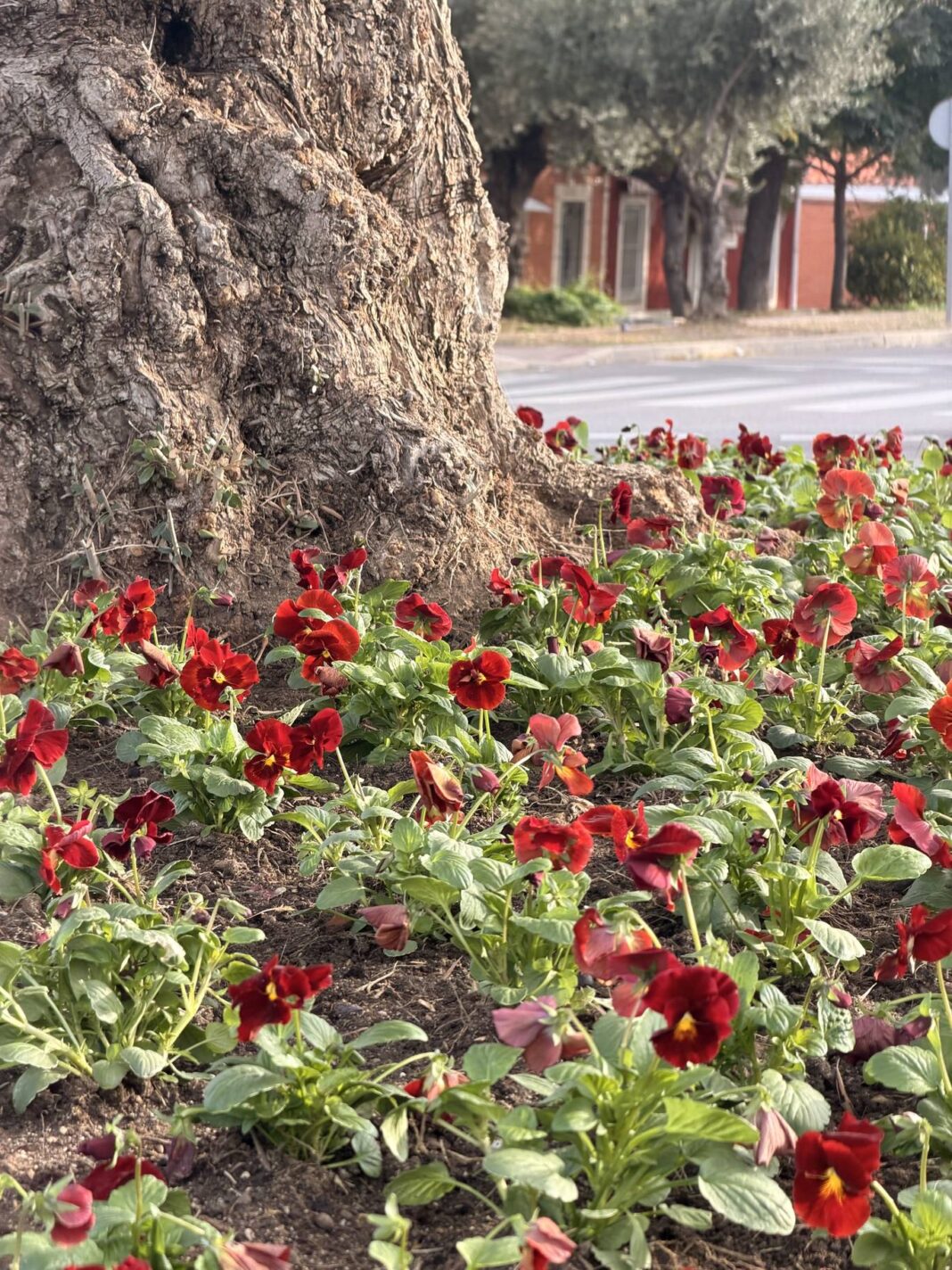 Aranjuez inicia la plantación de otoño con 20.000 flores en plazas y rotondas - imagen 1