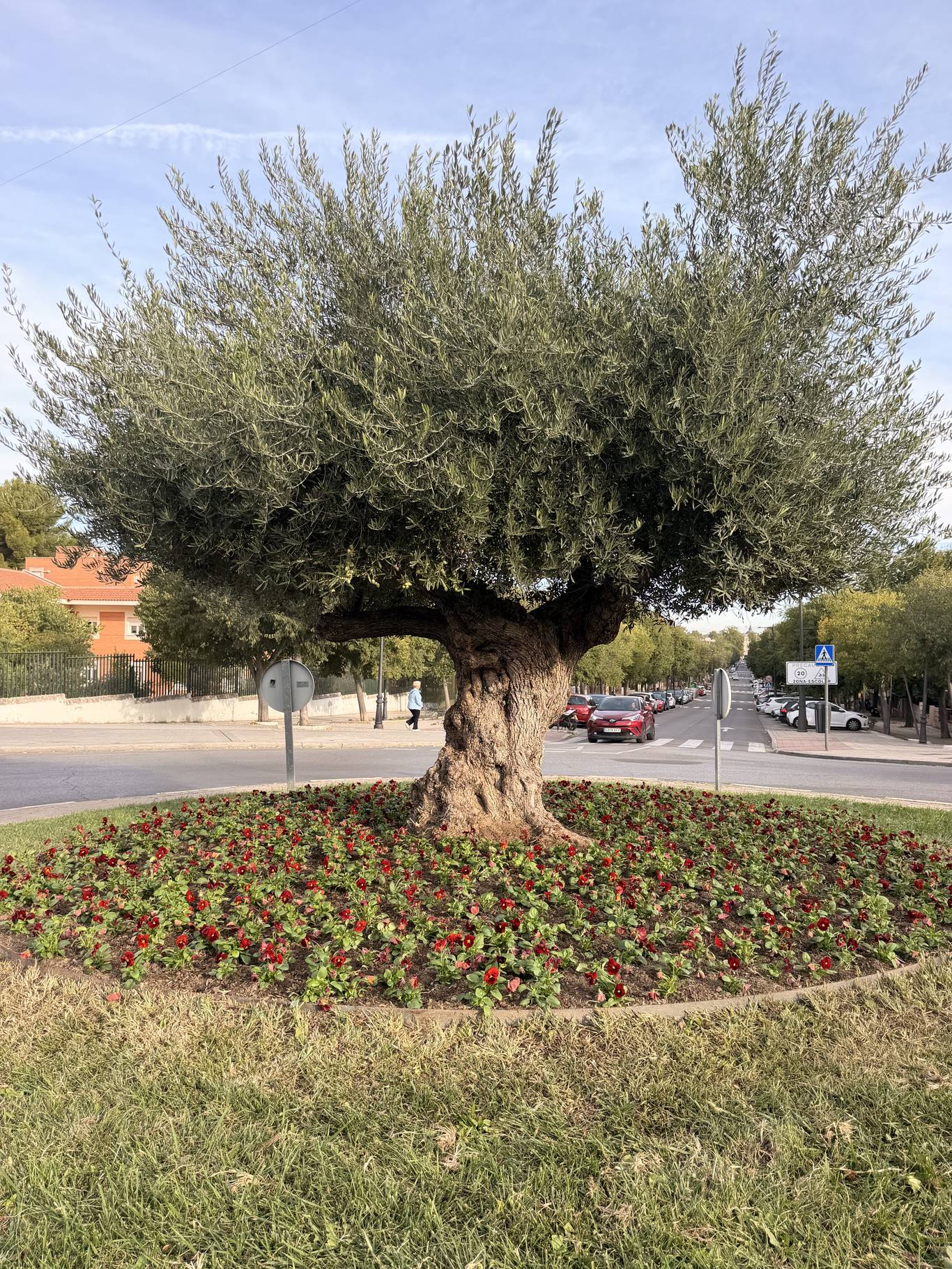 Aranjuez inicia la plantación de otoño con 20.000 flores en plazas y rotondas