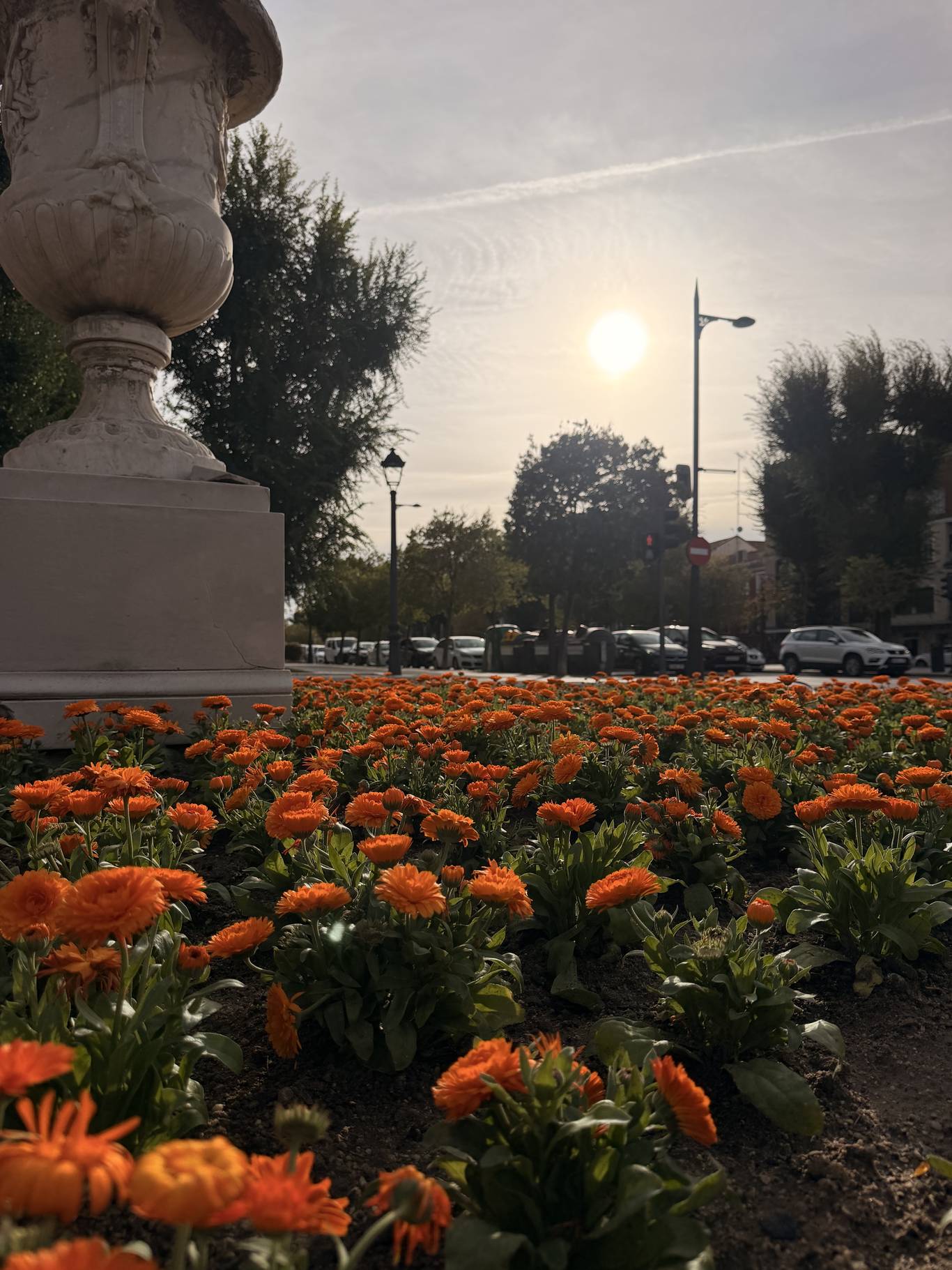 Aranjuez inicia la plantación de otoño con 20.000 flores en plazas y rotondas