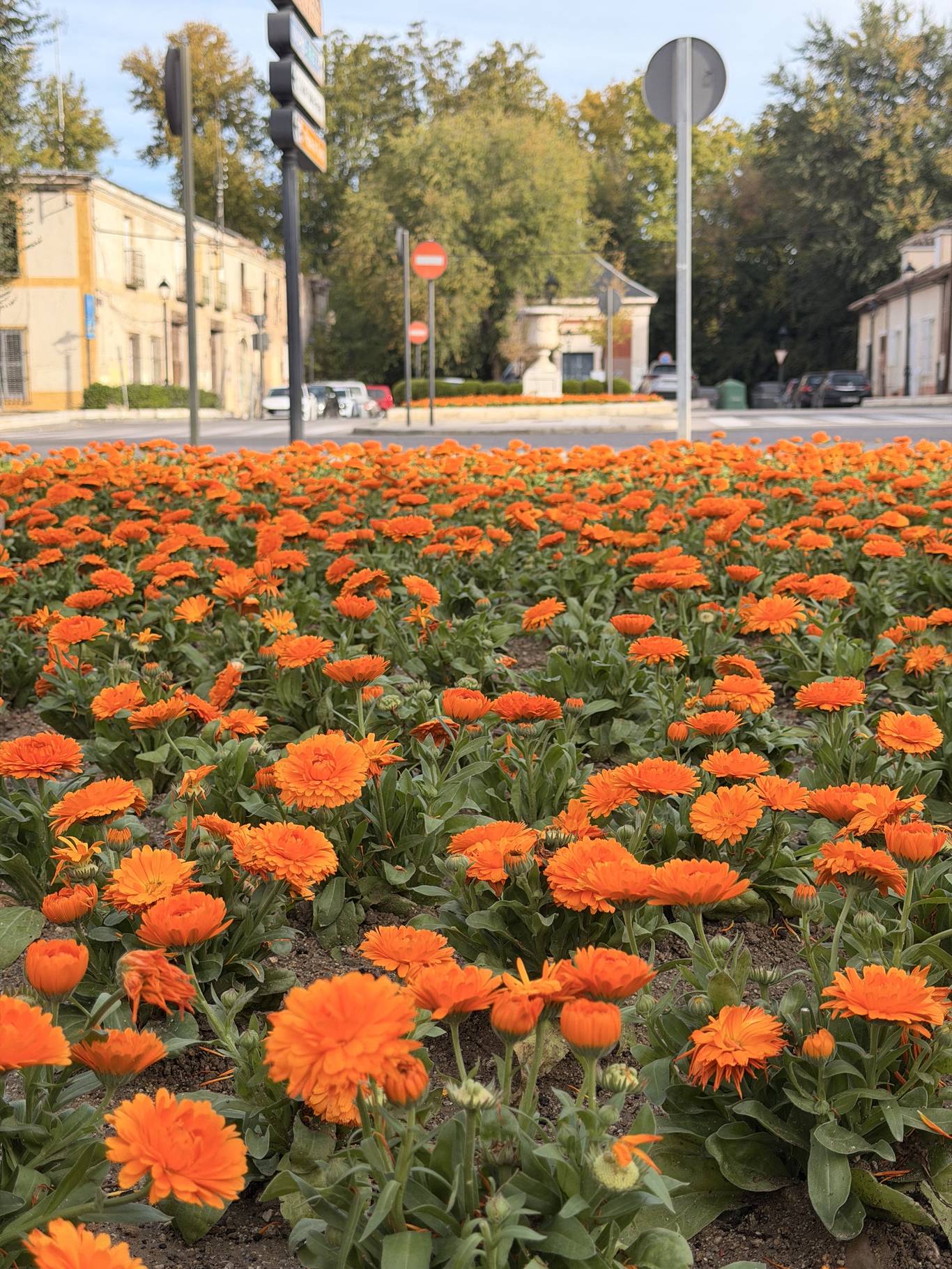 Aranjuez inicia la plantación de otoño con 20.000 flores en plazas y rotondas