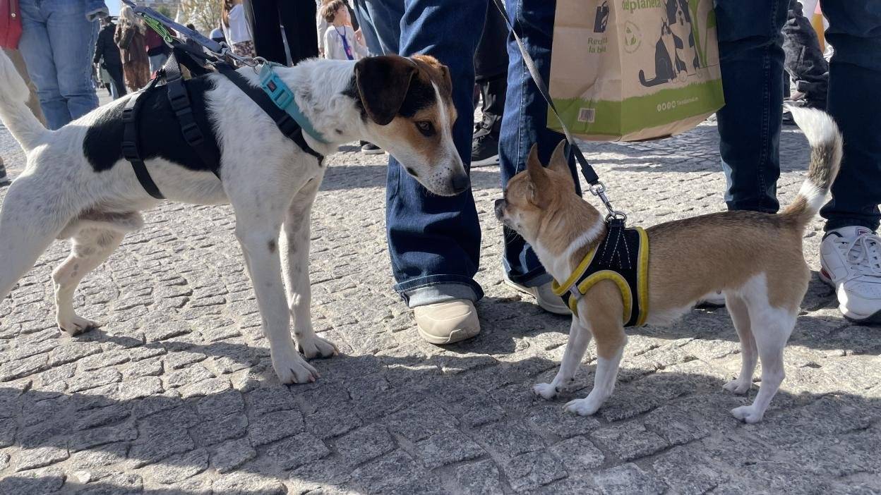 La Comunidad de Madrid celebra la XXI edición del Salón para la Adopción de Animales de Compañía