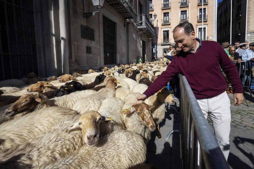 Madrid celebra la XXXIII Fiesta de la Trashumancia con 1.250 ovejas y 160 cabras - imagen 1